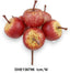 Almapick /3,5cm,*6/