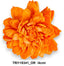 ZINNIA 4 cm 40 db\z