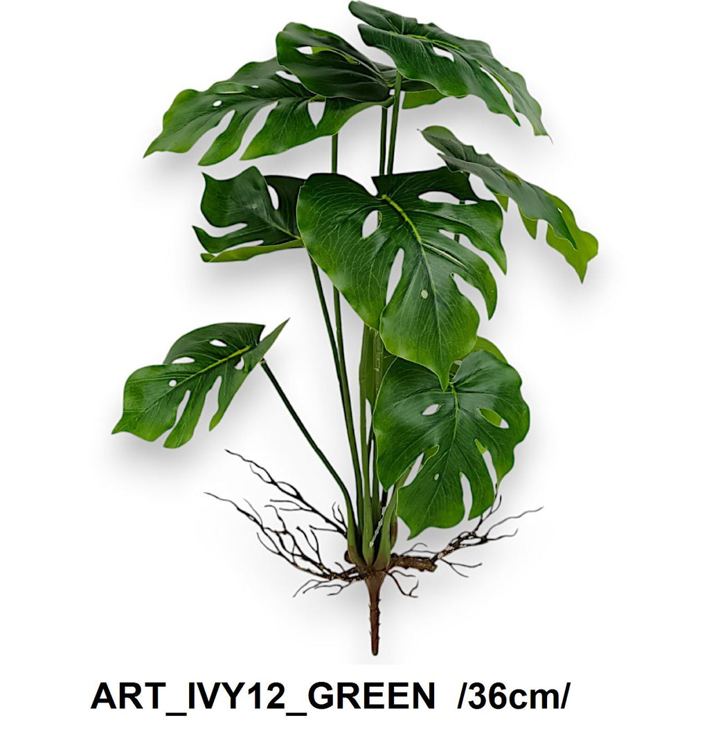 Mini monstera bokor, gyökérrel /36cm/