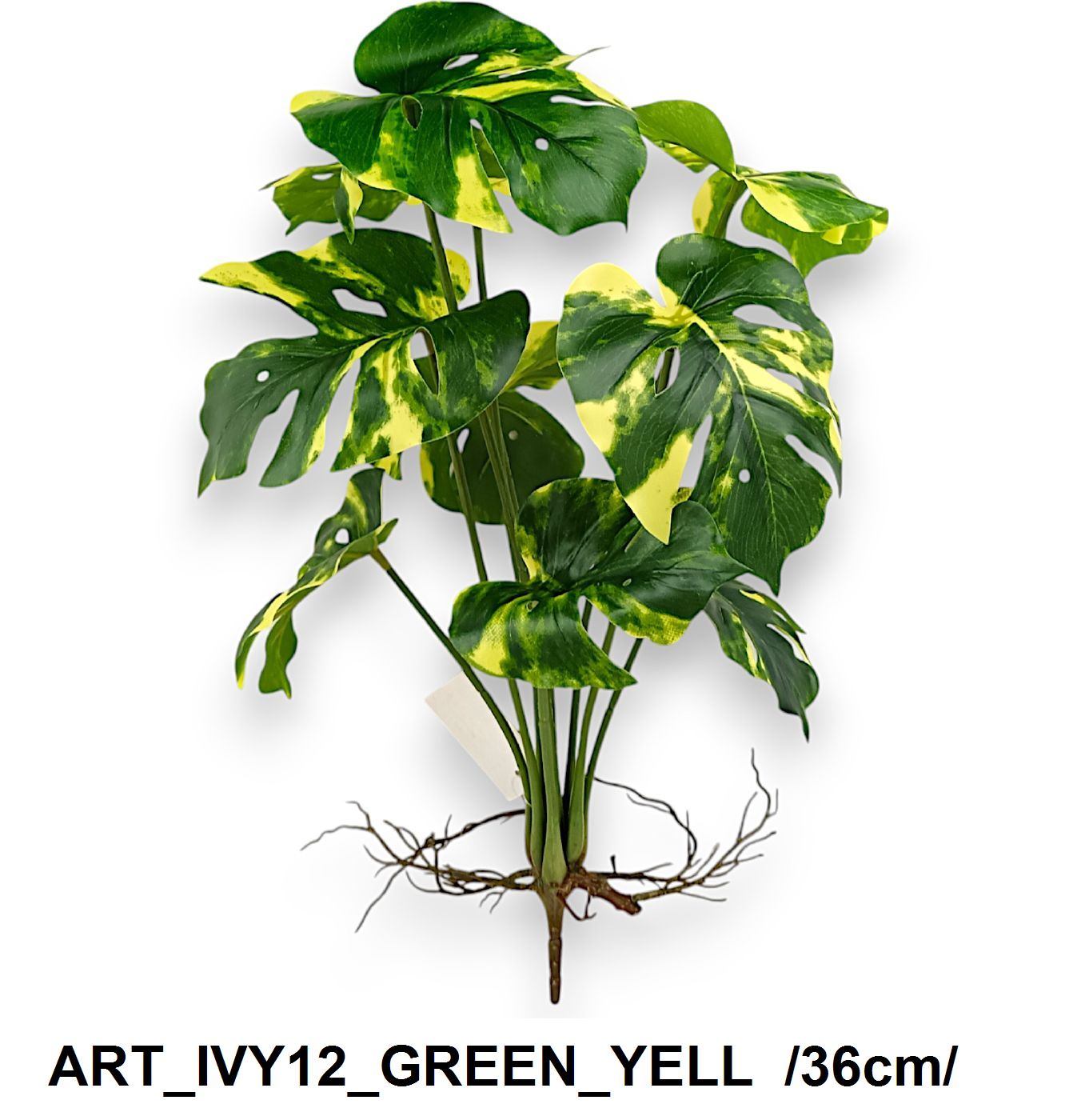 Mini monstera bokor, gyökérrel /36cm/ Másodlagos kép