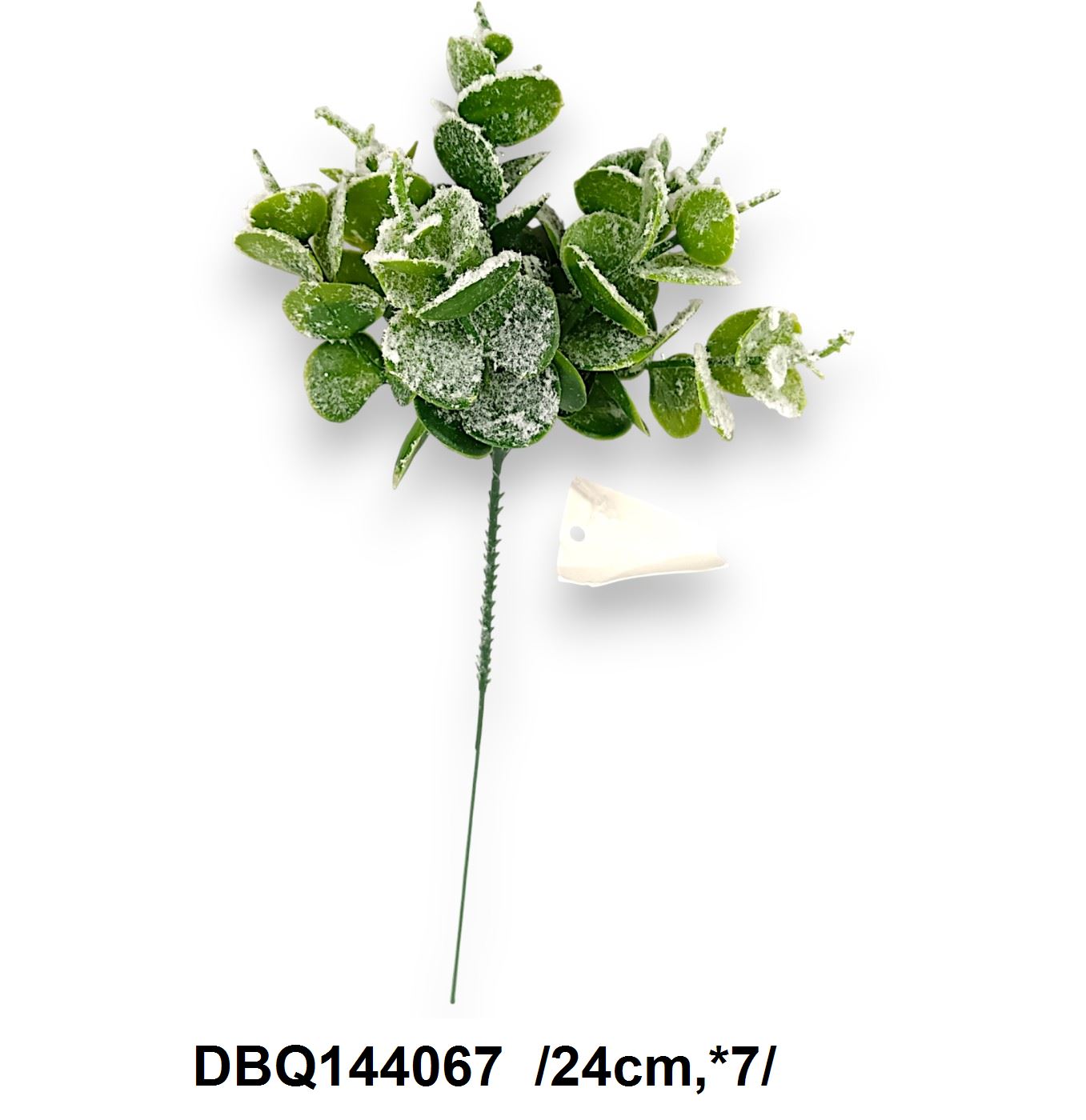 Havas eukaliptusz pick /24cm,*7/ [Termékdíj súly: 12g] Fő kép