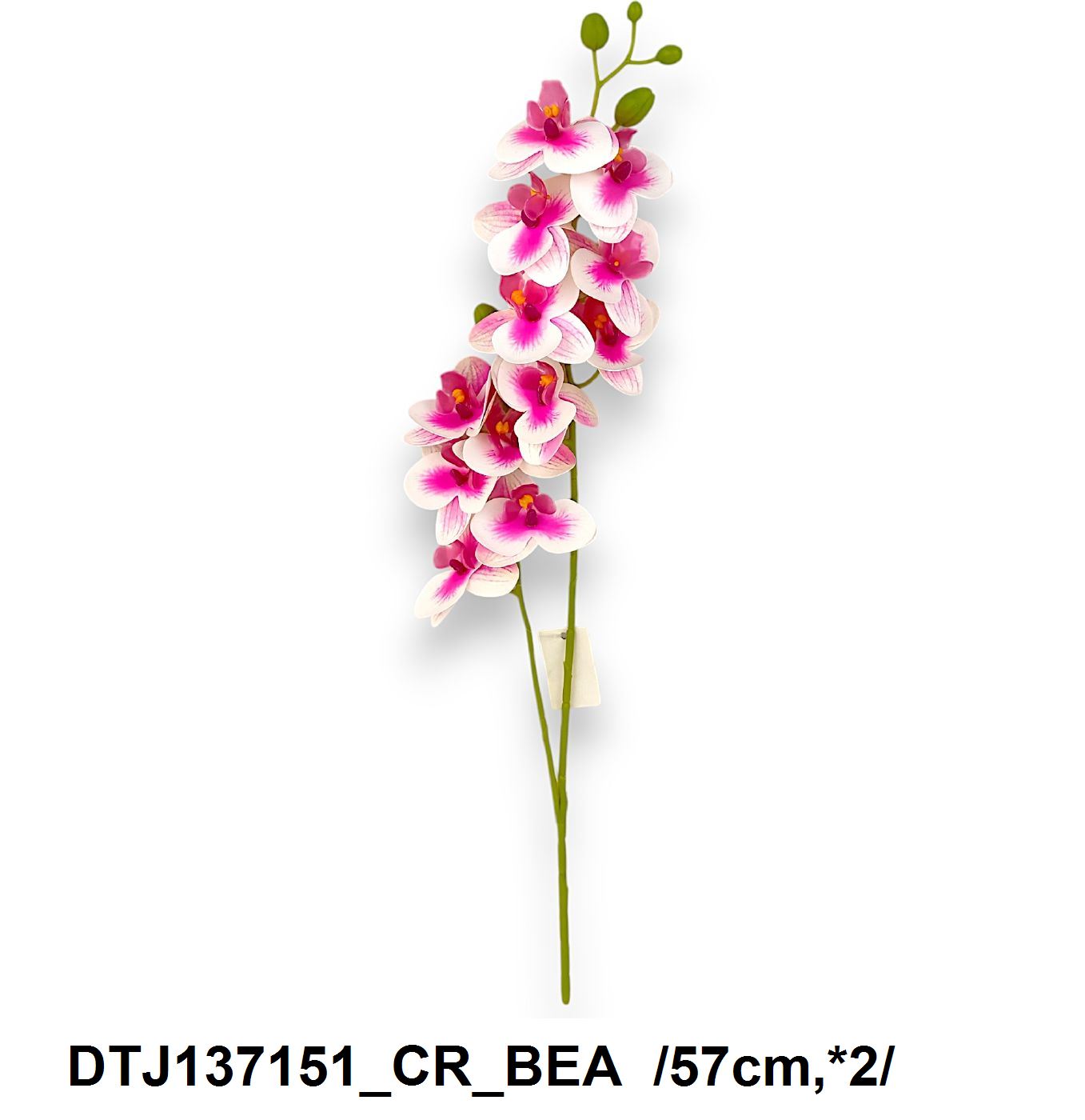 DTJ137151_CR_BEA