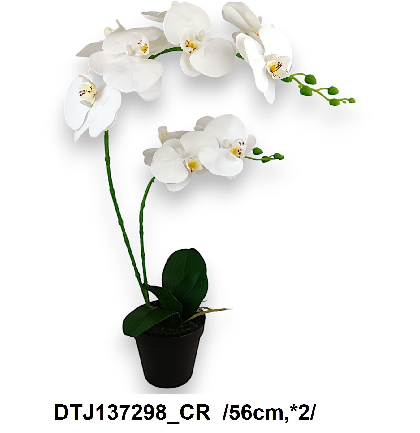 Printelt leveles, cserepes orchidea, gyökérzettel /56cm,*2/