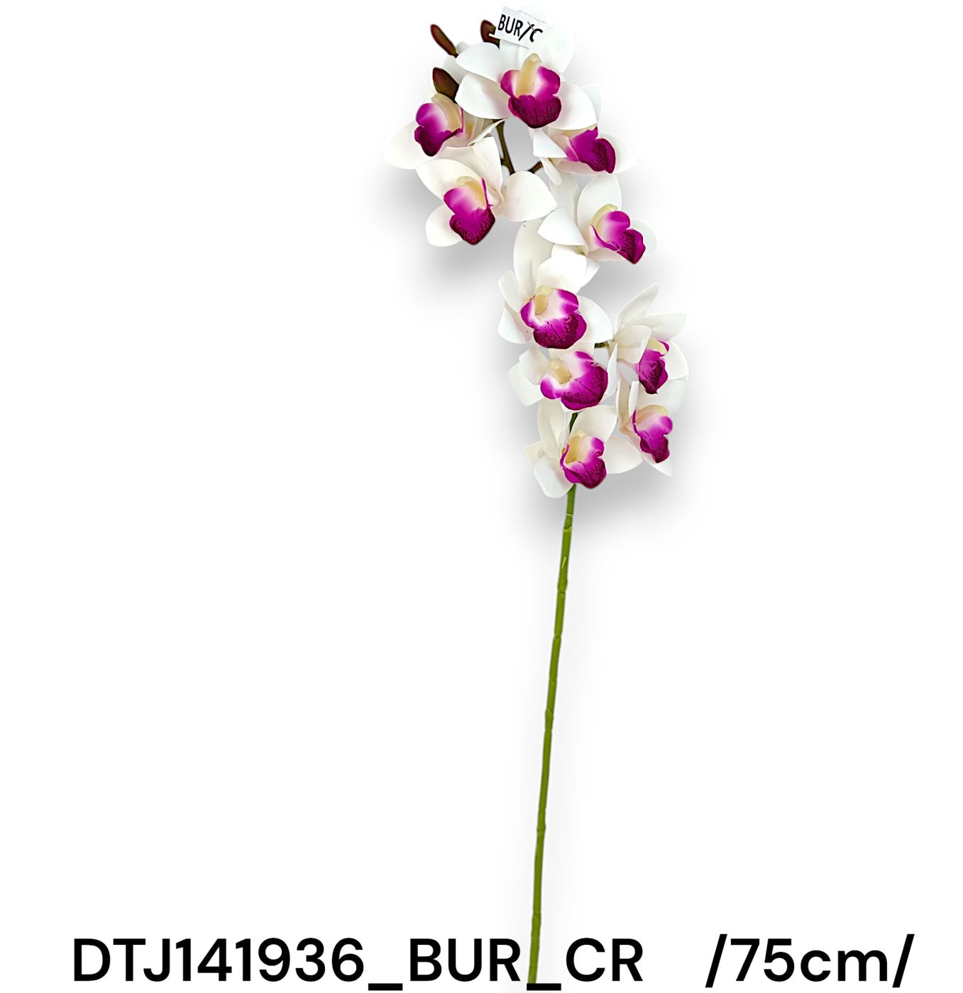 Cymbidium orchidea szál, 11 fejjel /75cm,*11/ Másodlagos kép