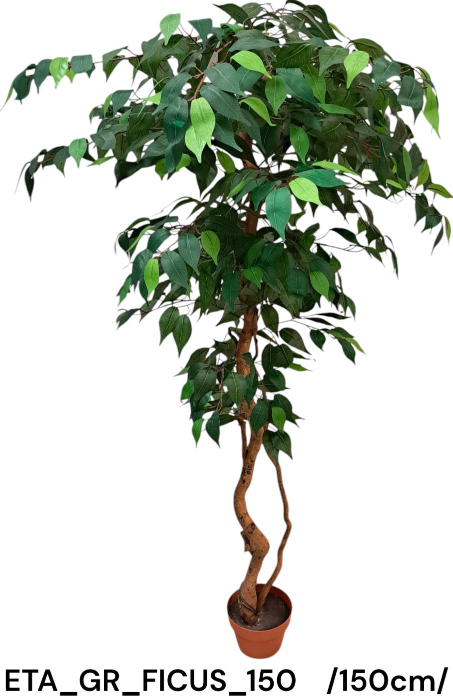 Fikuszfa /150cm/