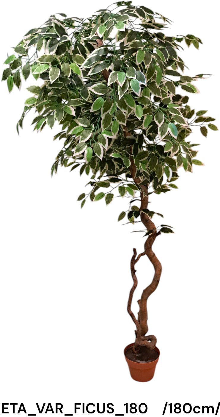 Fikuszfa /150cm/ Másodlagos kép