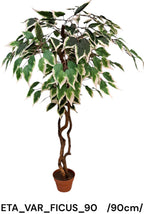 ETA_VAR_FICUS_90
