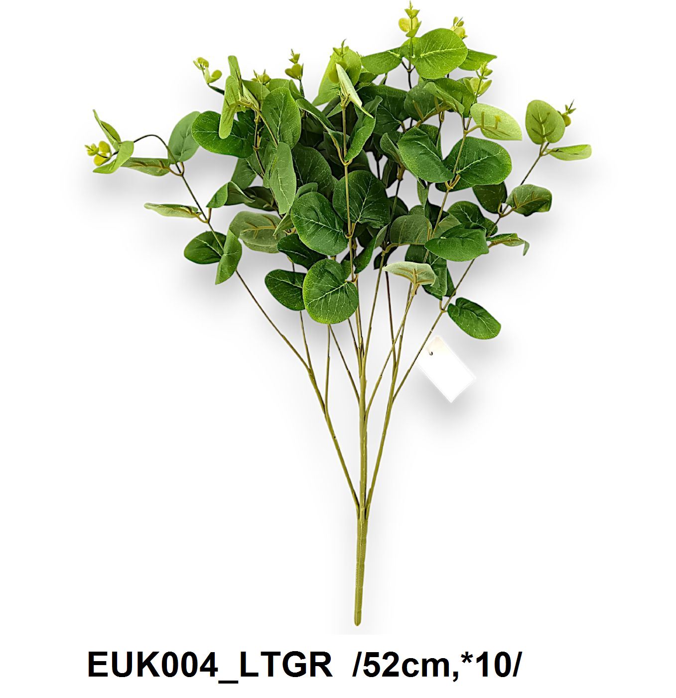 Eukaliptusz bokor /52cm,*10/ Fő kép