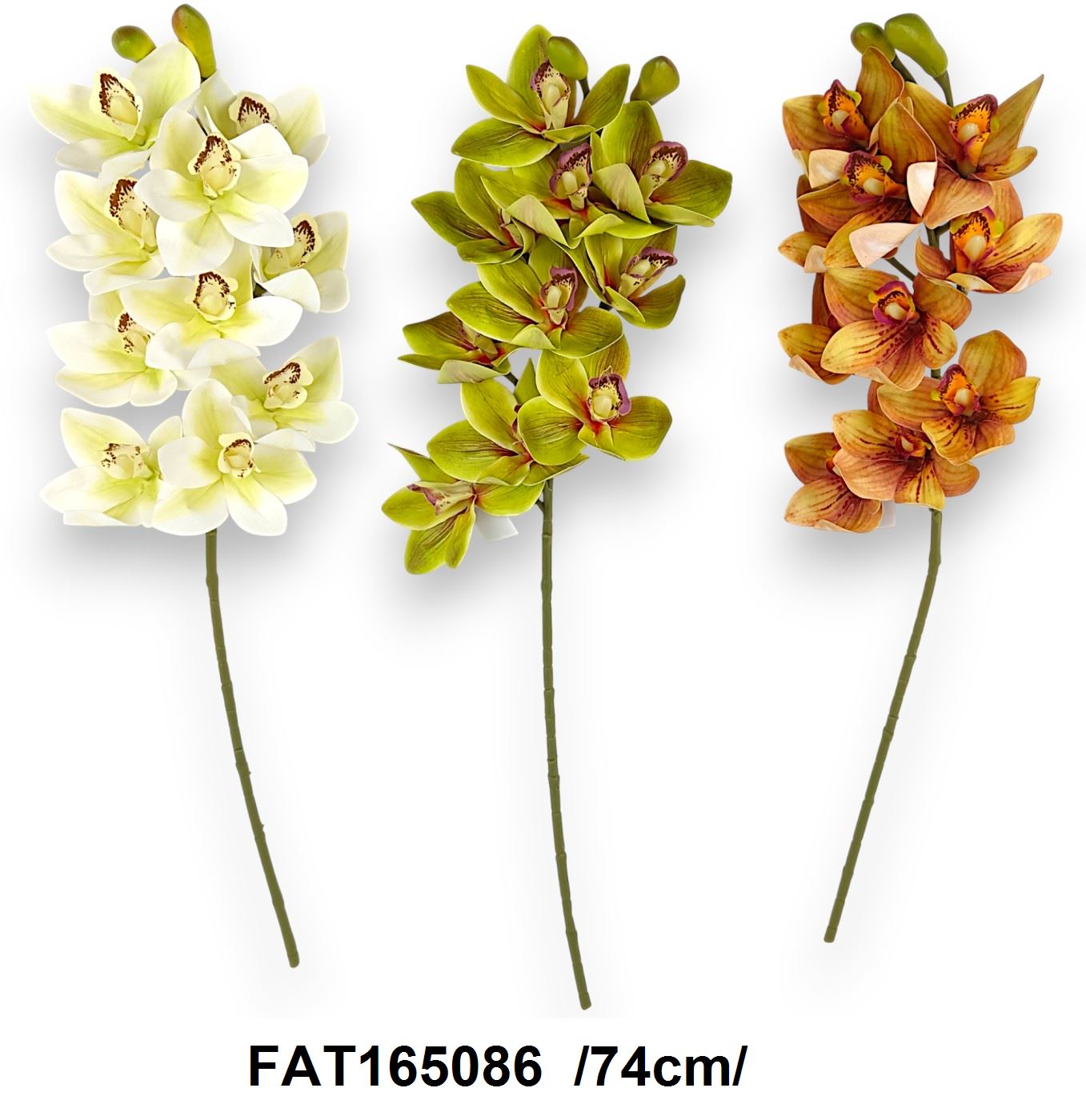 Cymbidium orchidea /74cm/