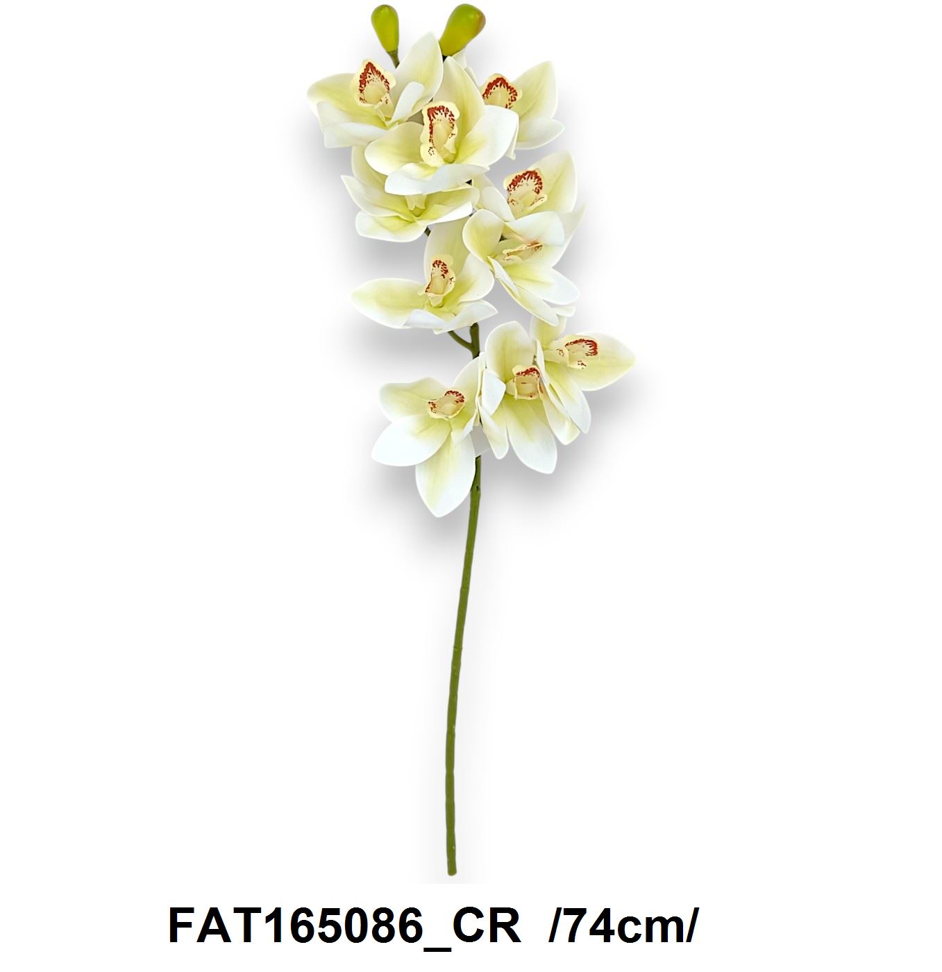 Cymbidium orchidea /74cm/ Másodlagos kép