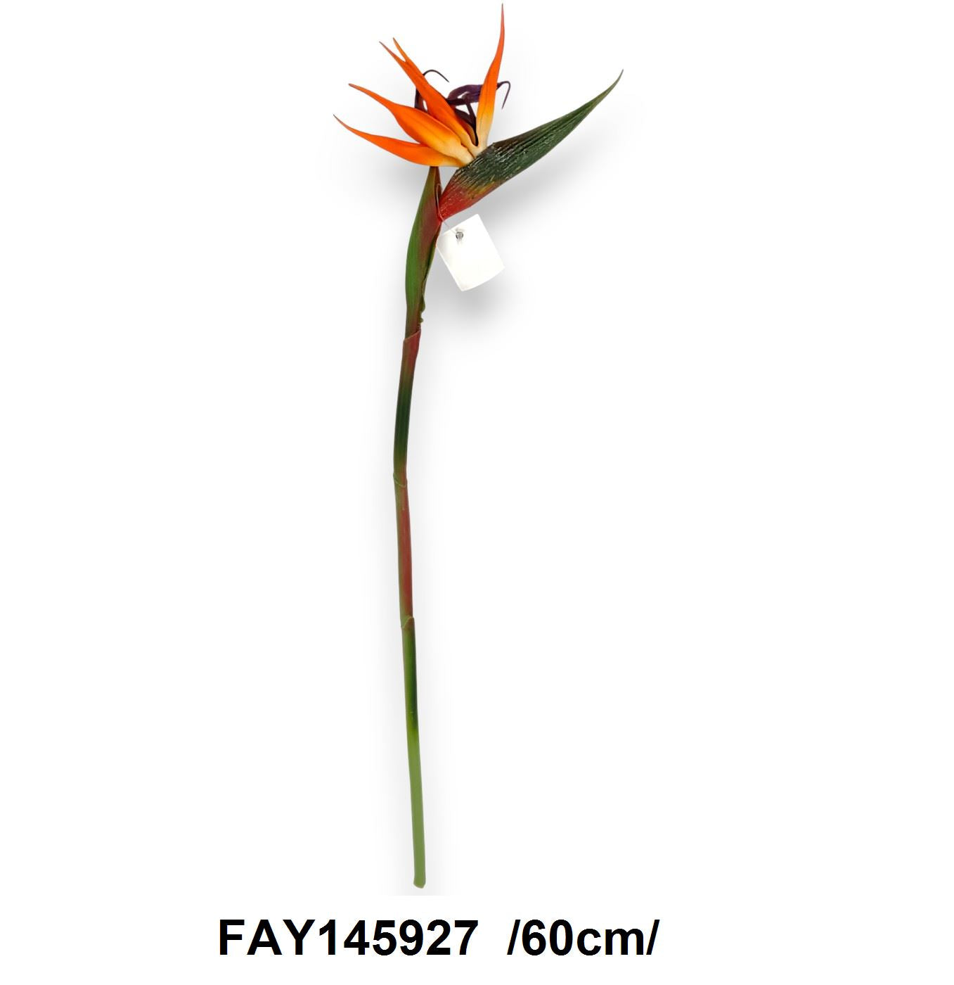 Szálas papagájvirág /60cm/ Fő kép