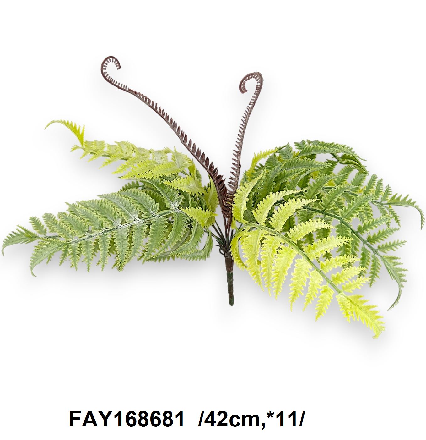 Mühamvas páfrány bokor /42cm,*11/