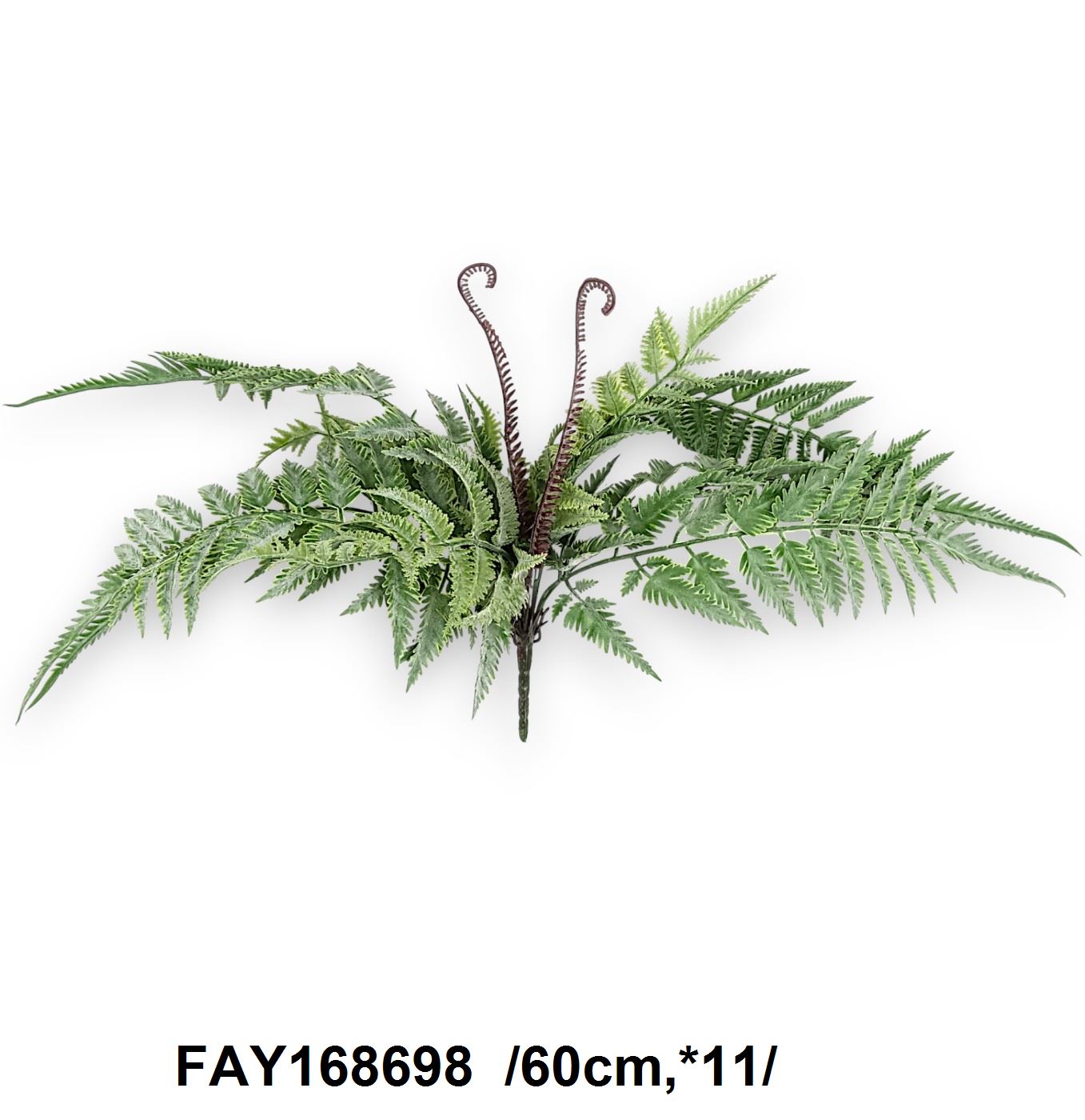 Mühamvas páfránybokor /60cm,*11/ Fő kép