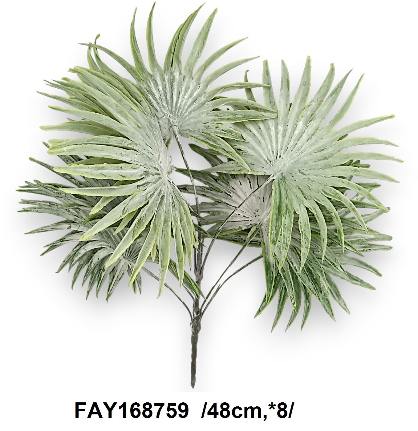 Hamvas legyezõpálma  /48cm,*8/