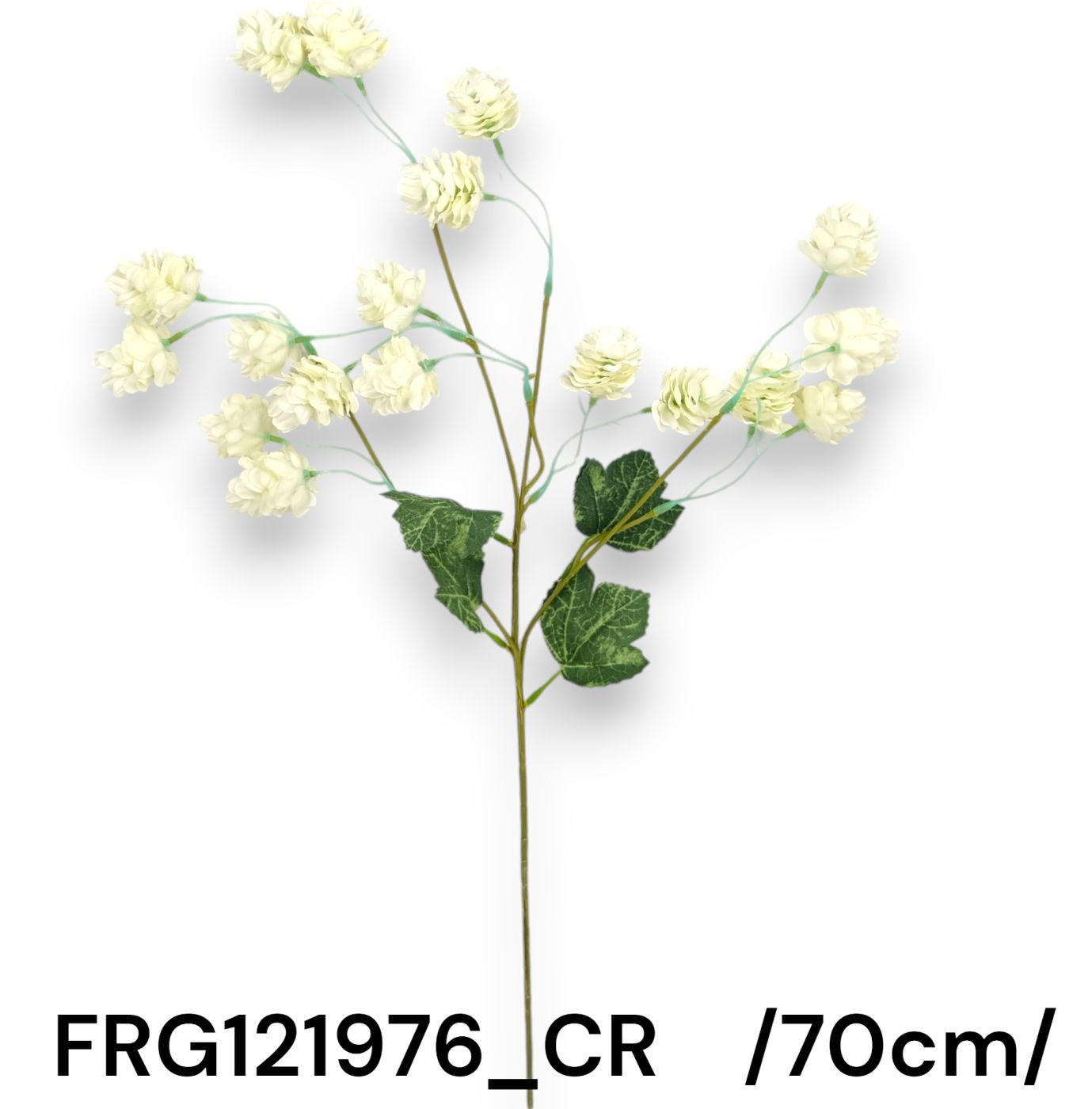 Szálas komló, foltos levelekkel /70cm,*3/