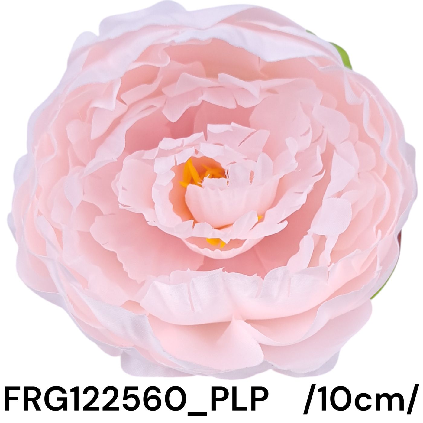 FRG122560_PLP