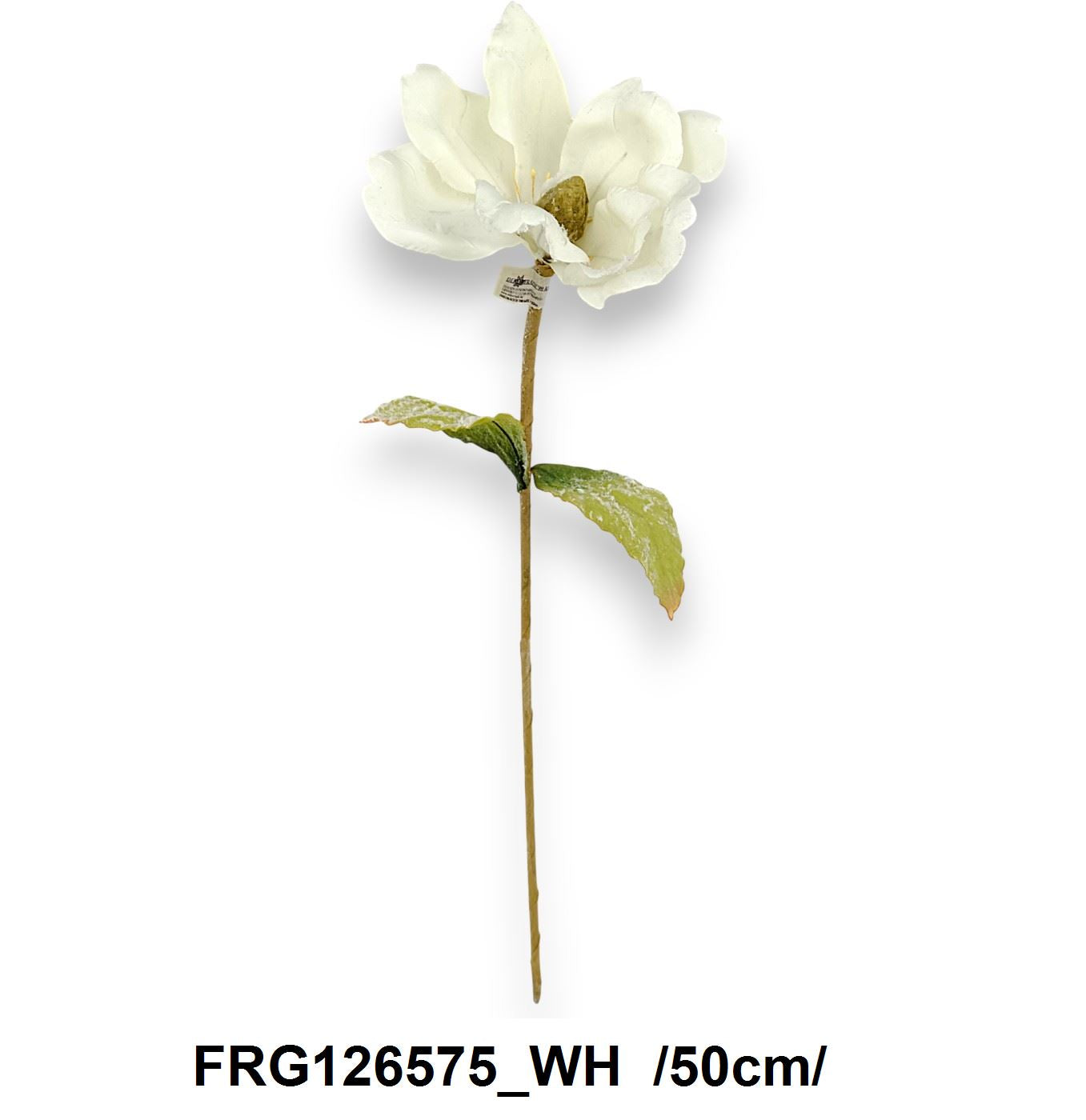 Havas szálas magnólia /50cm/