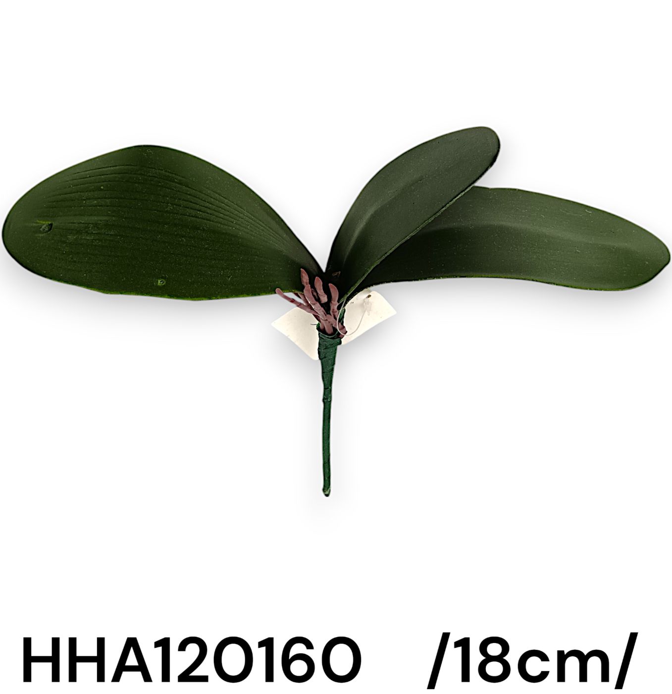 Orchidea levél gyökérrel, 3 levél /18cm/