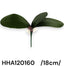 Orchidea levél gyökérrel, 3 levél /18cm/