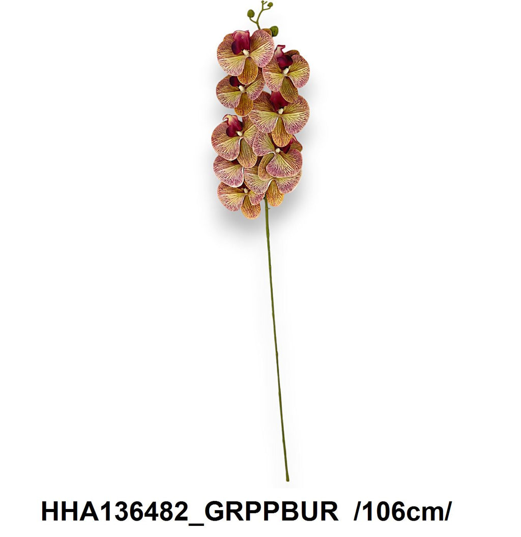 HHA136482_GRPPBUR
