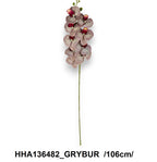 HHA136482_GRYBUR