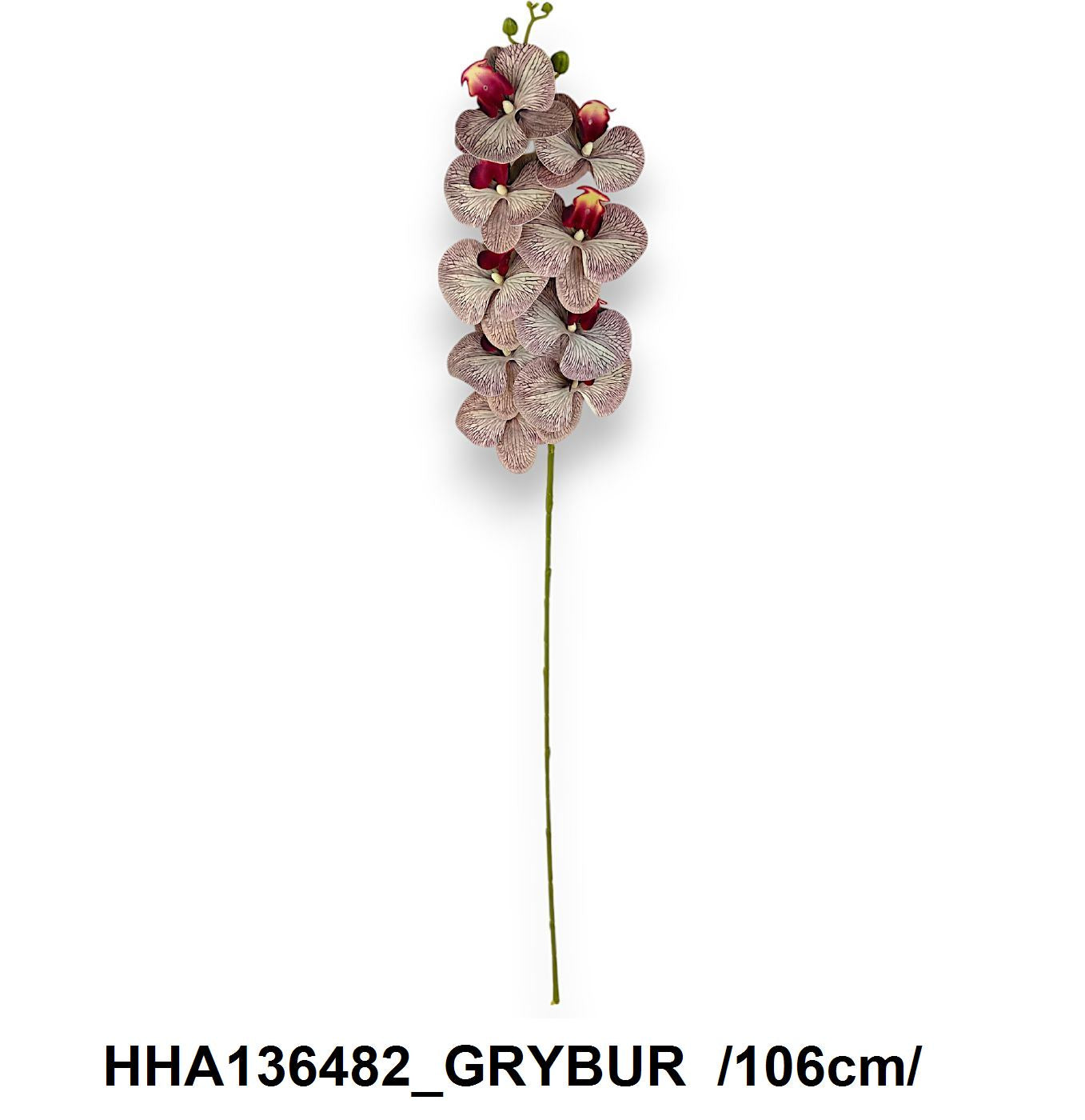 HHA136482_GRYBUR