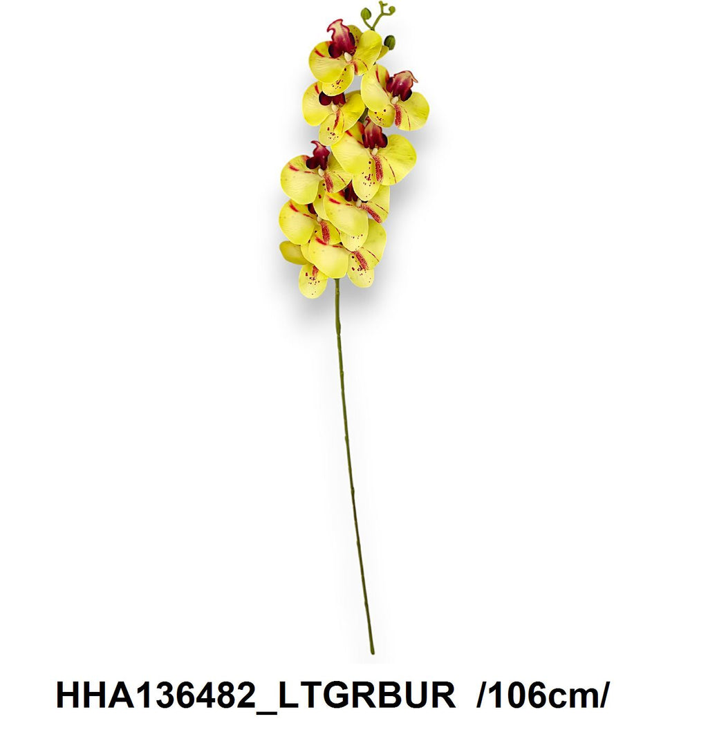 HHA136482_LTGRBUR
