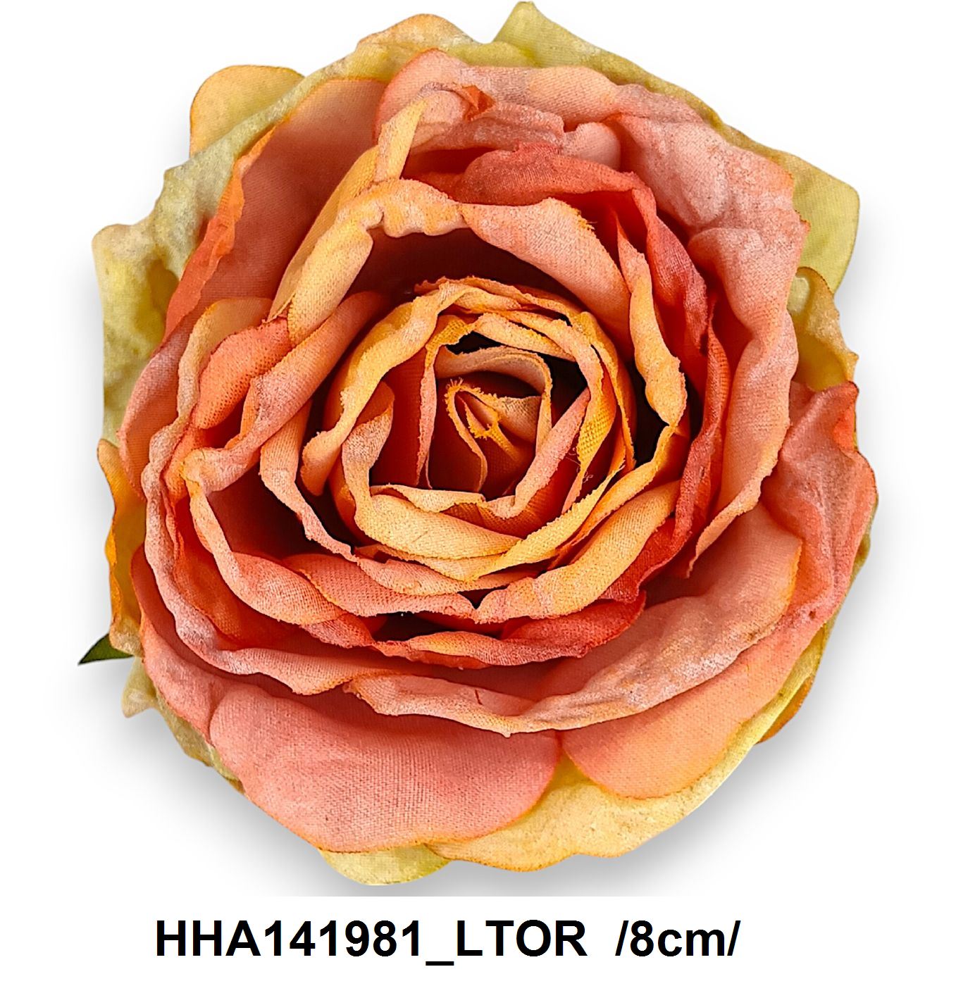HHA141981_LTOR