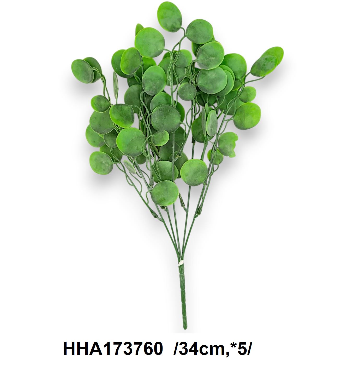 Hamvas pénzleveles bokor /34cm,*5/