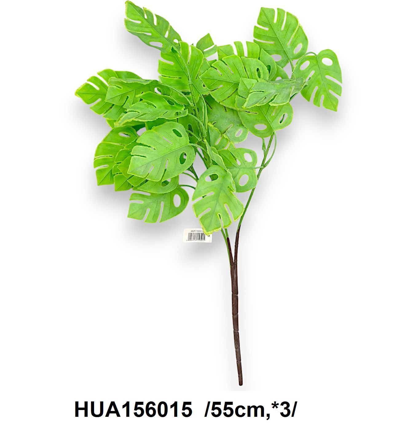Hosszú építésû hamvas könnyezõpálma bokor /55cm,*3/ Fő kép