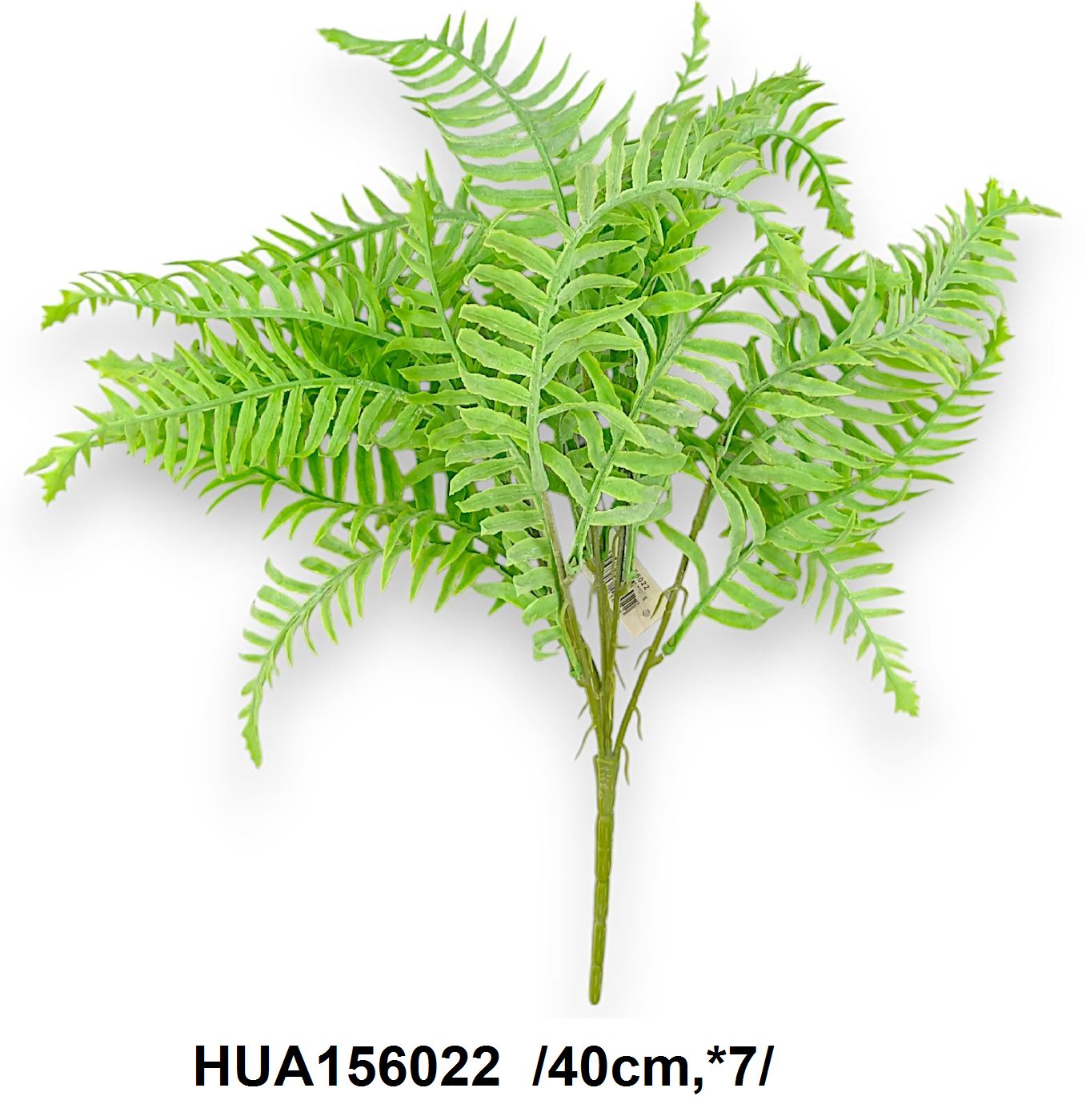 Hamvas páfránybokor /40cm,*7/ Fő kép