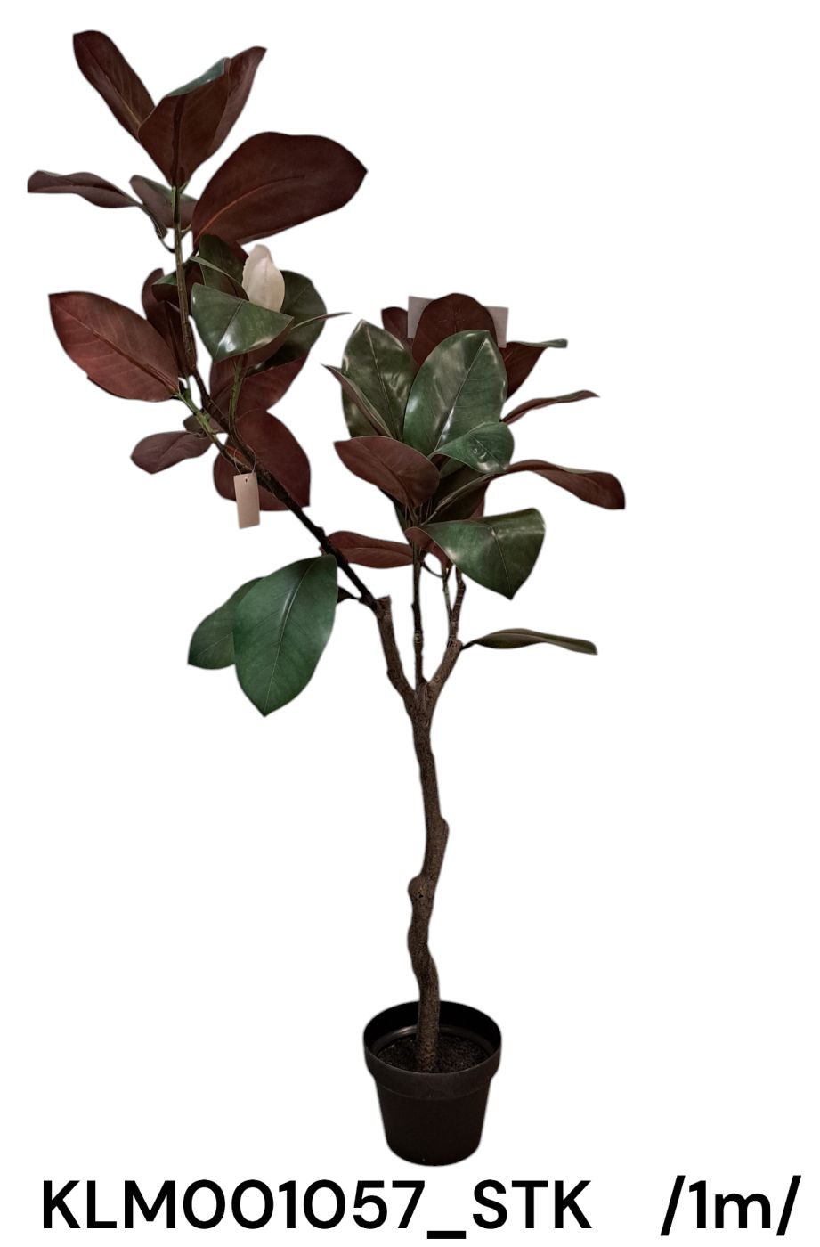 Cserepes magnólia fa /100cm/ Fő kép