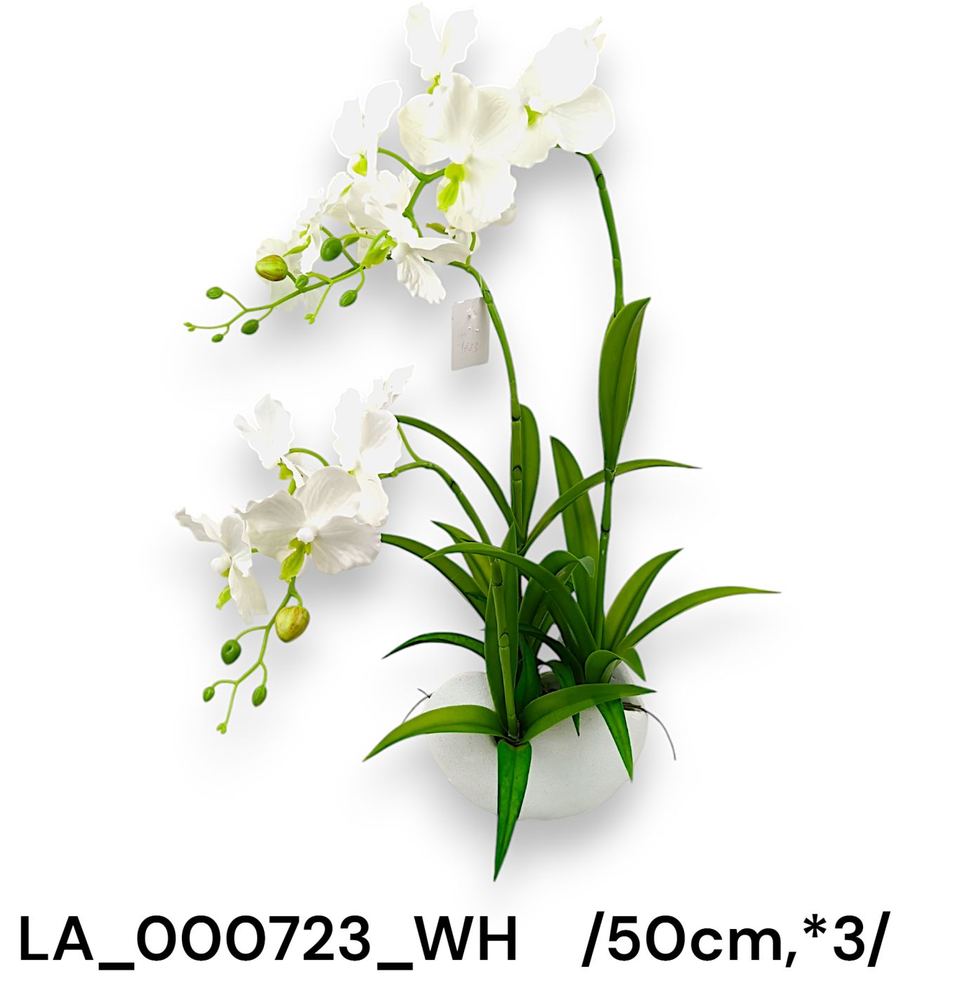 Kaspós vandaorchidea /50cm,*3/ Fő kép