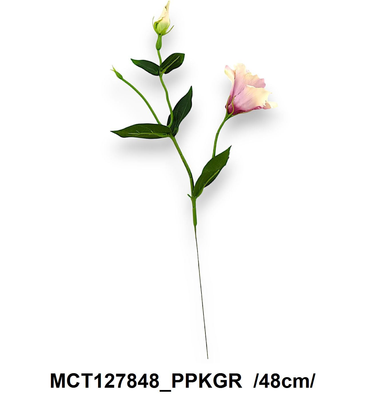 MCT127848_PPKGR