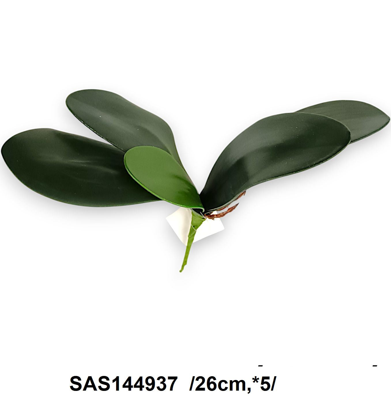 Orchidea levél, élethû gyökérrel /26cm,*5/ Fő kép