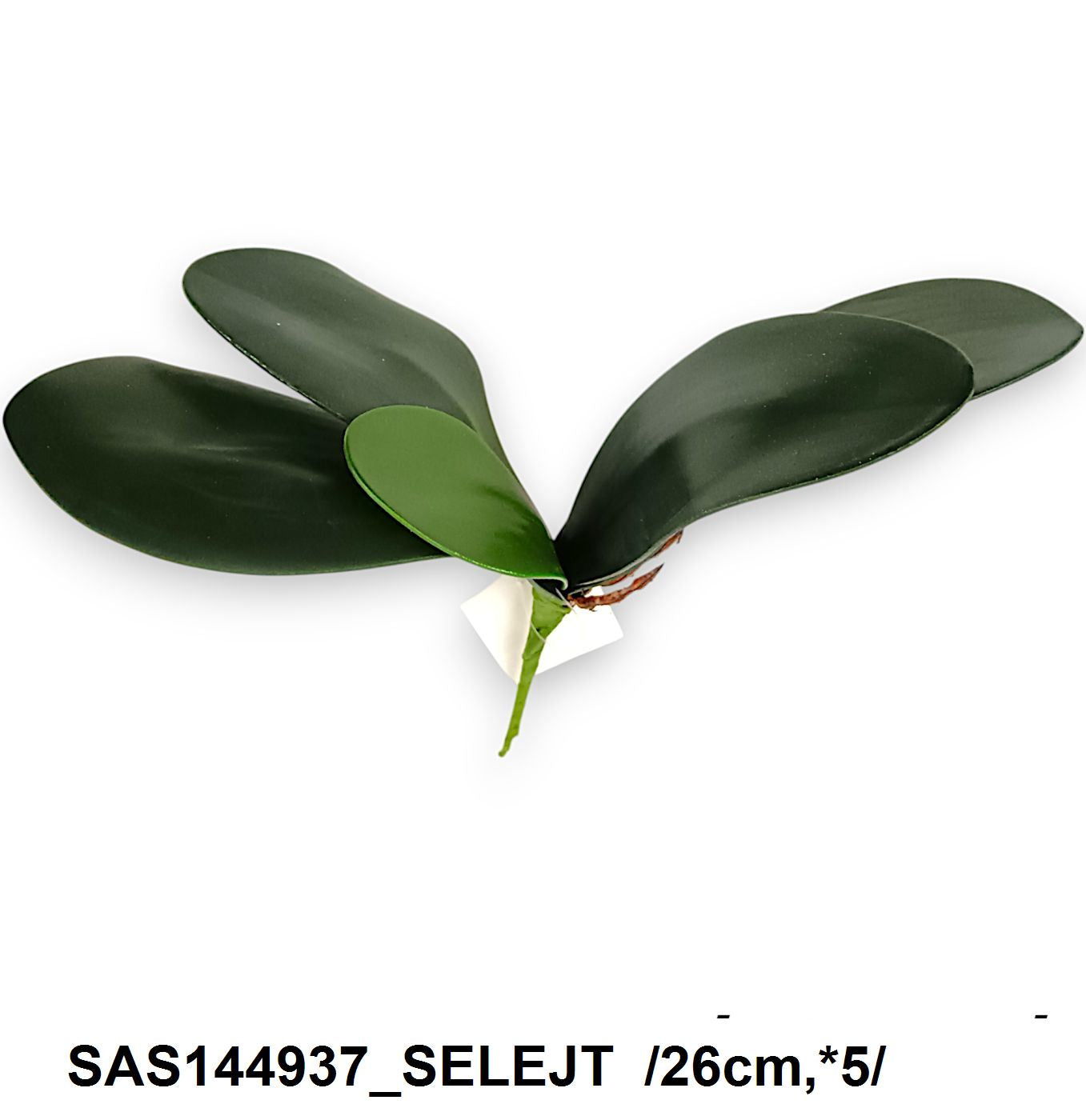 SAS144937_SELEJT