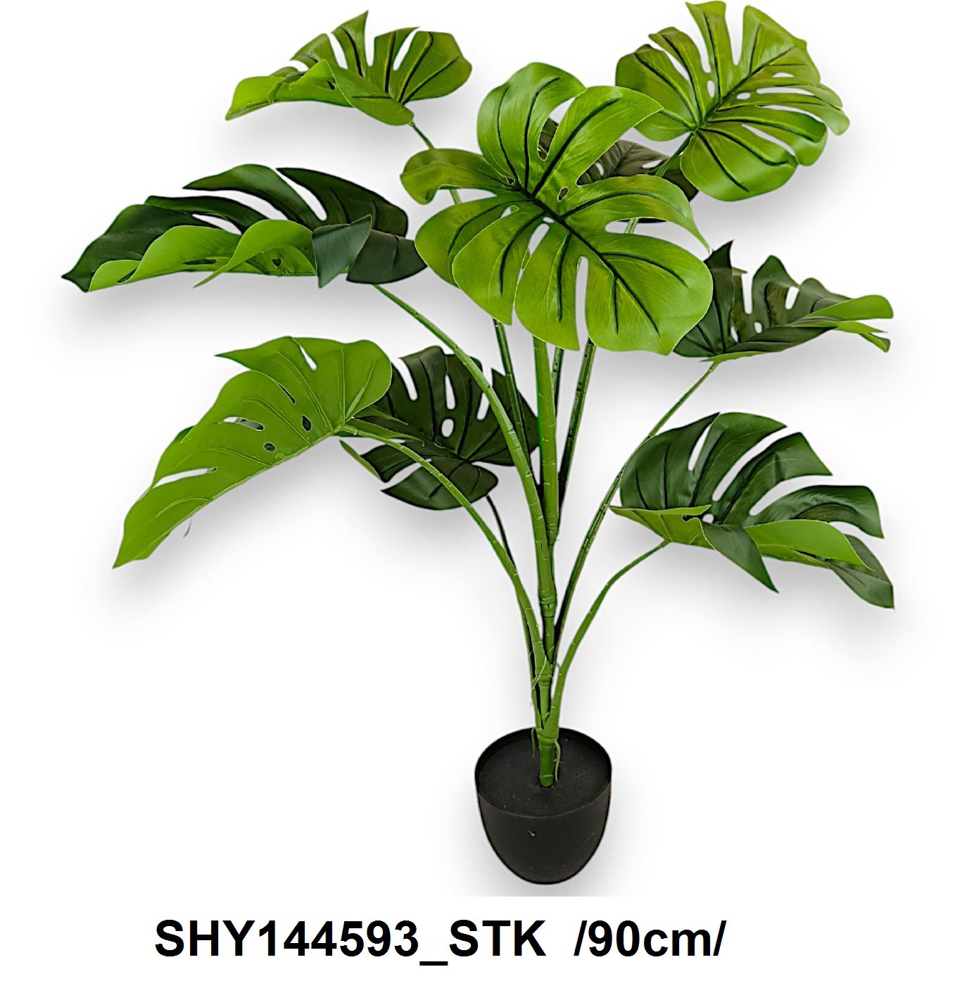 Monstera cserépben /90cm/