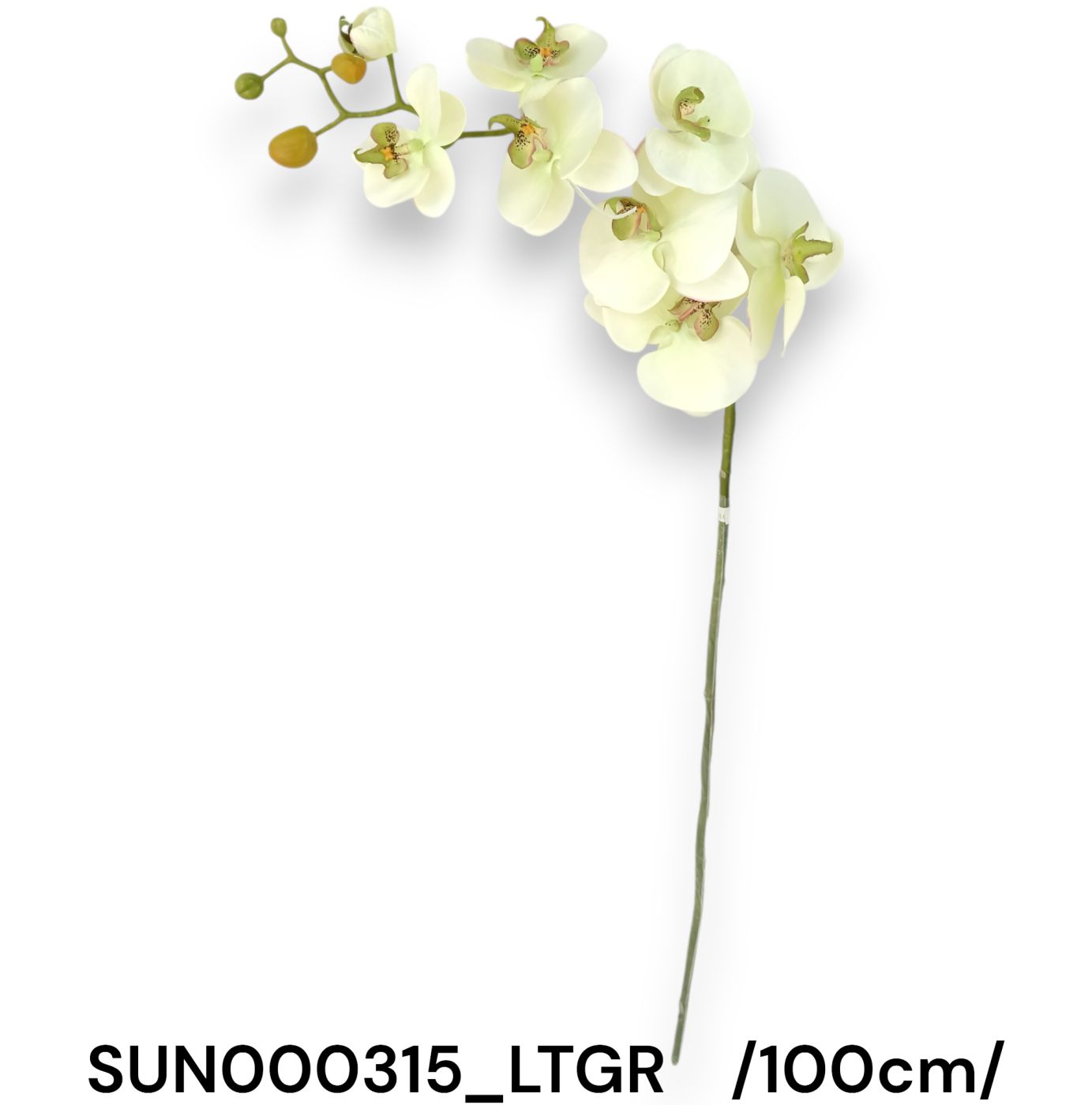 SUN000315_LTGR