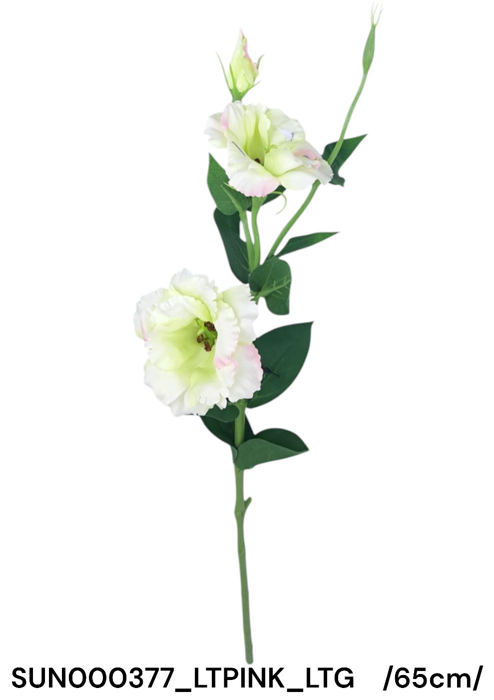 SUN000377_LTPINK_LTG