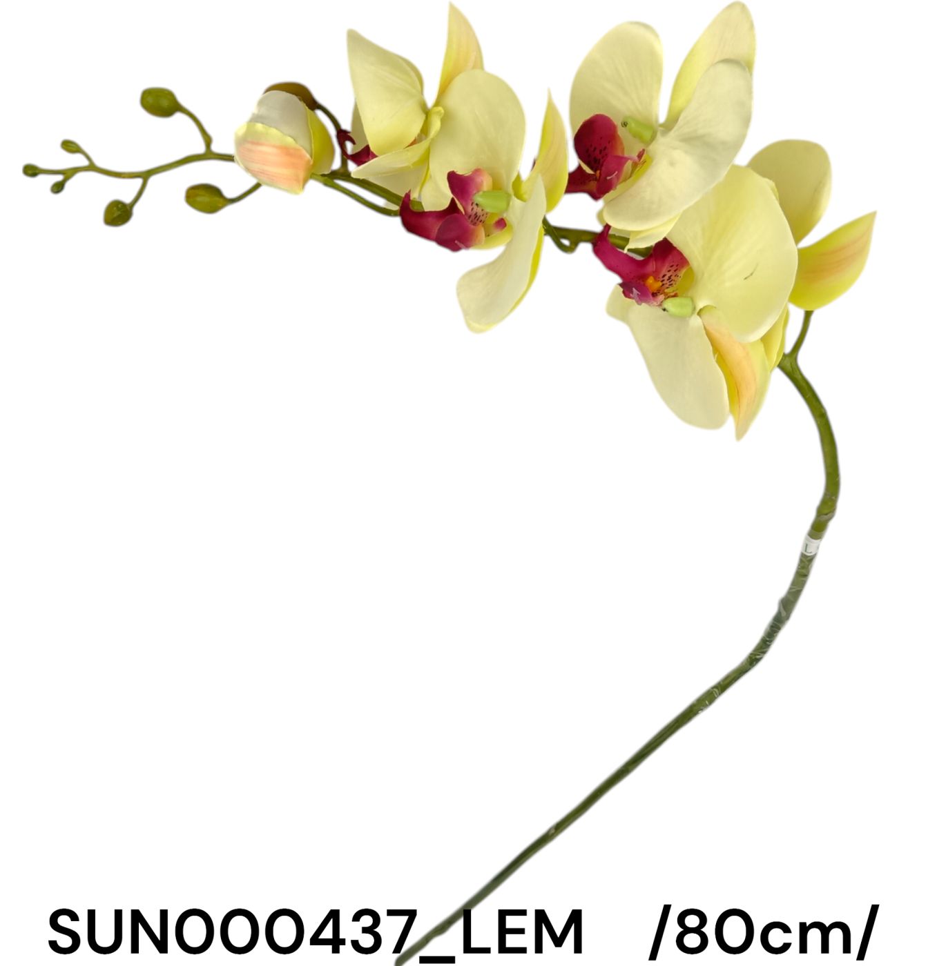 Szálas piliorchidea, 5 virággal /80cm/ Másodlagos kép