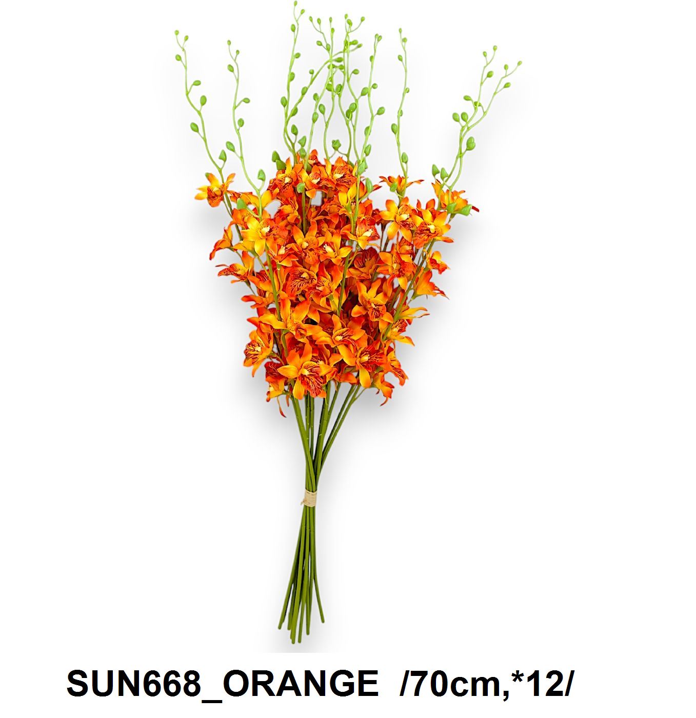 SUN668_ORANGE