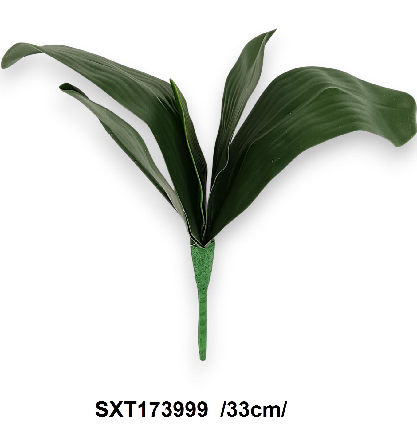Orchidea levél, gyökérrel /33cm/ Fő kép