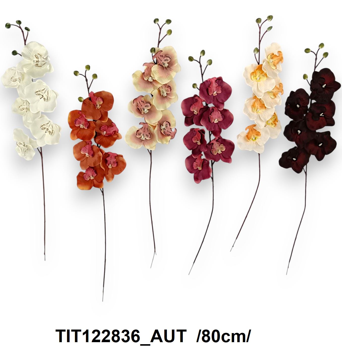 TIT122836_AUT