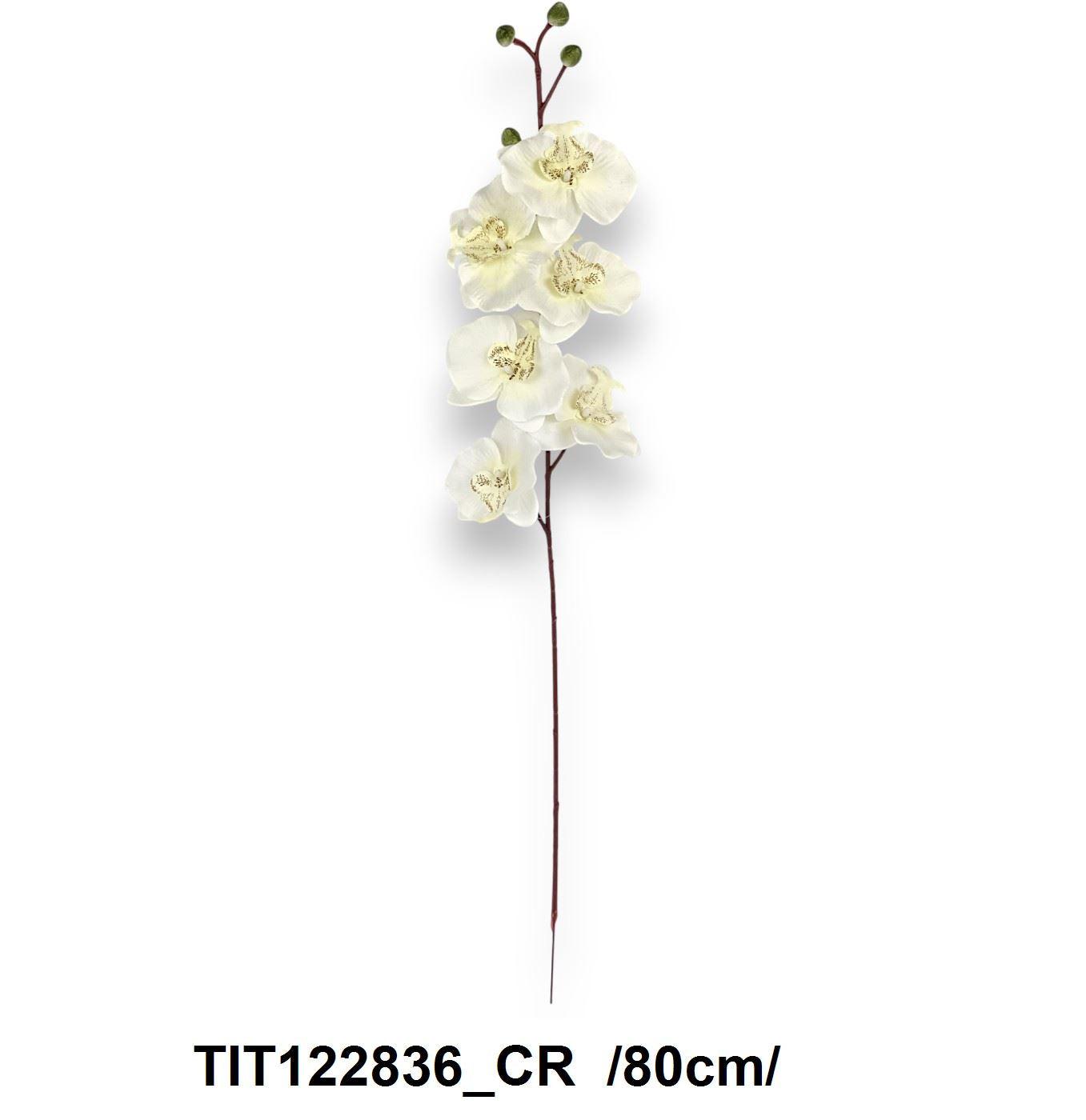 TIT122836_CR