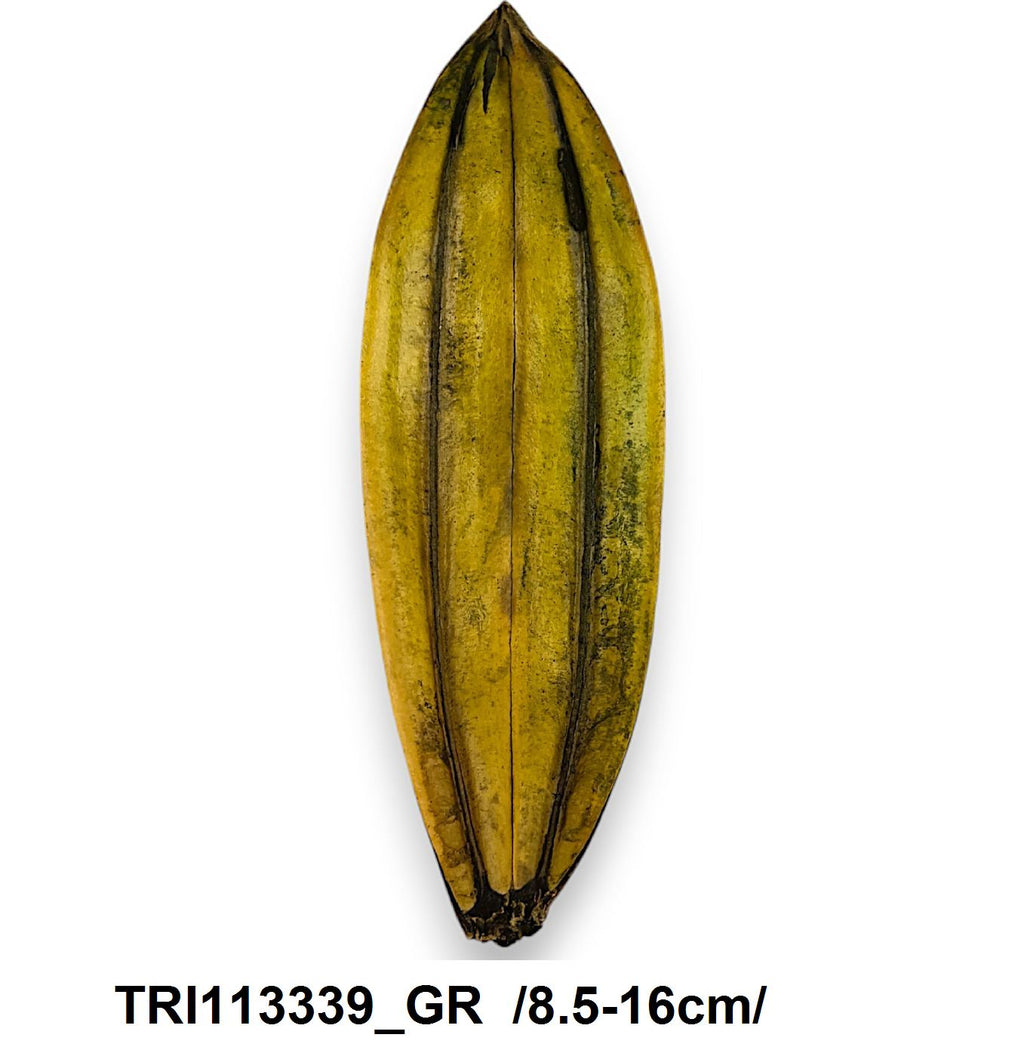 TRI113339_GR