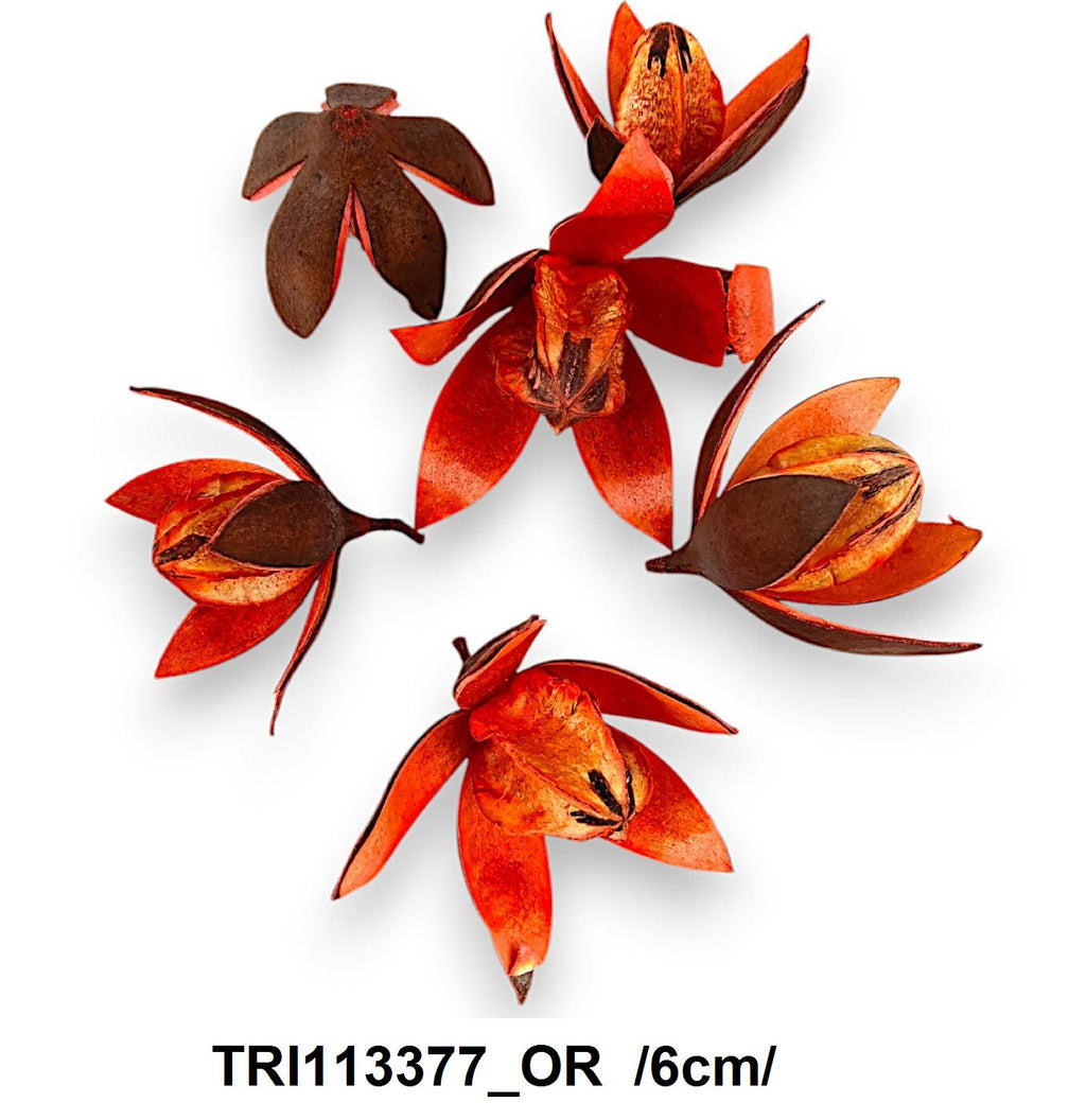 TRI113377_OR