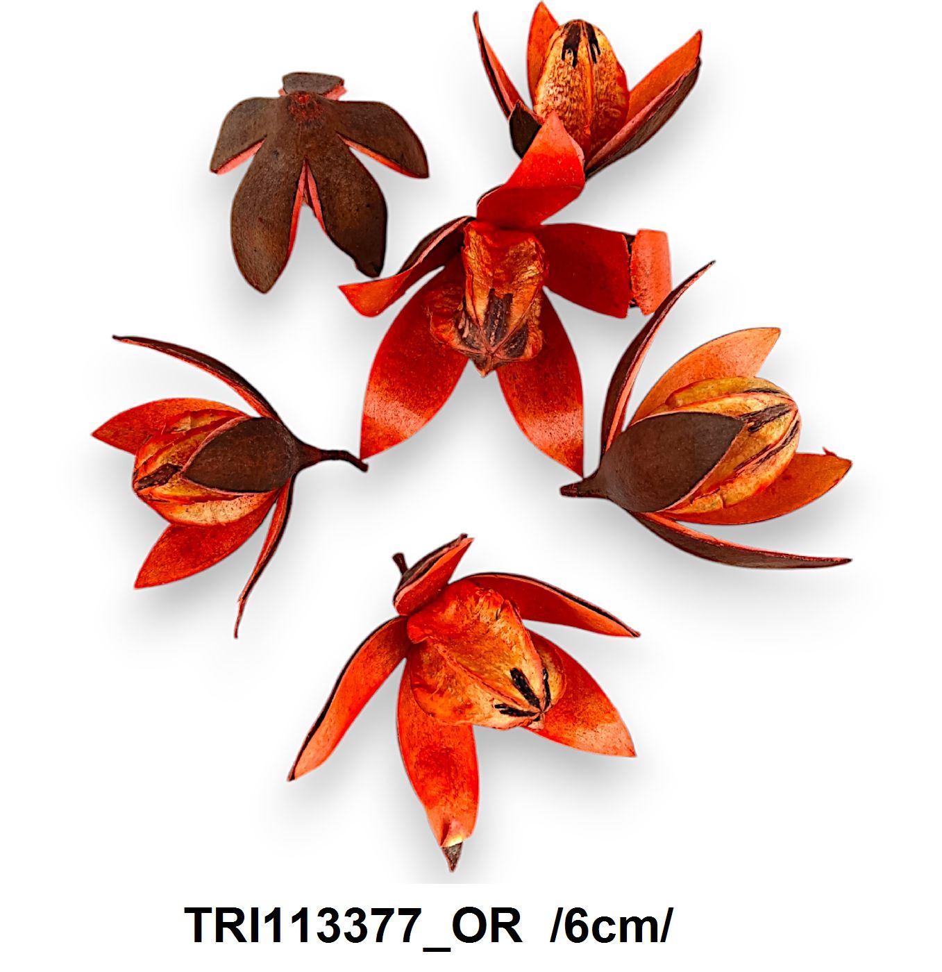 TRI113377_OR