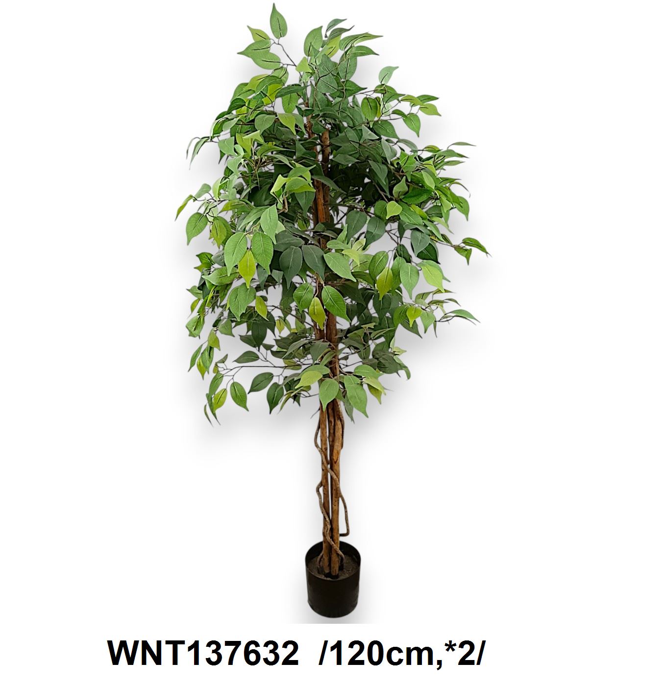 Sárkányfa cserépben /120cm*2/ Fő kép
