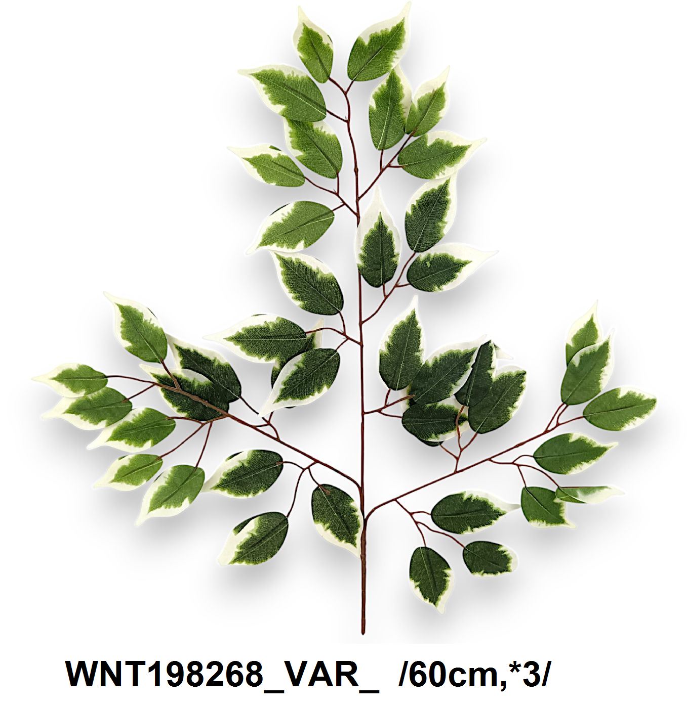 Barnaszárú fikusz ág erezettel, 42 levéllel /60cm,*3/ Másodlagos kép
