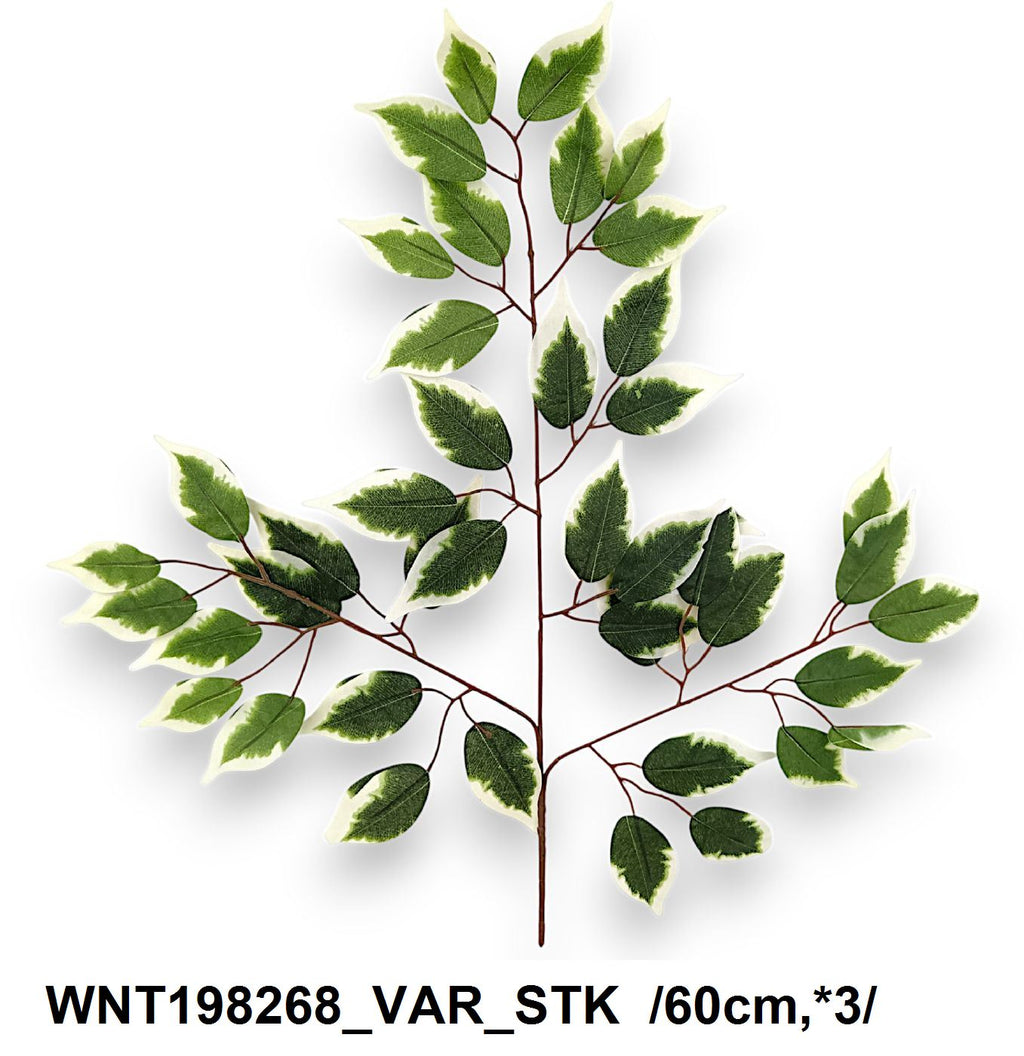 WNT198268_VAR_STK